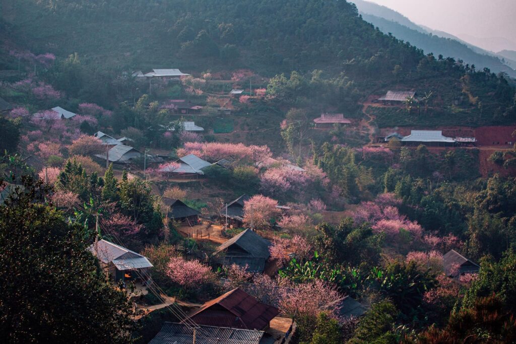 đi tour Tà Xùa ngắm hoa đào